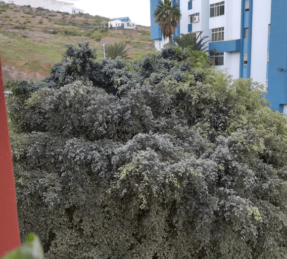 Imagen de los árboles/TA.